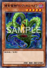 捕食植物ドロソフィルム・ヒドラ