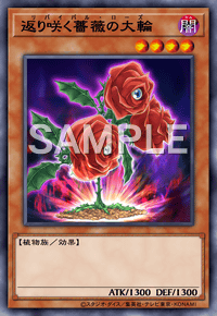 返り咲く薔薇の大輪 TSHD-JP016
